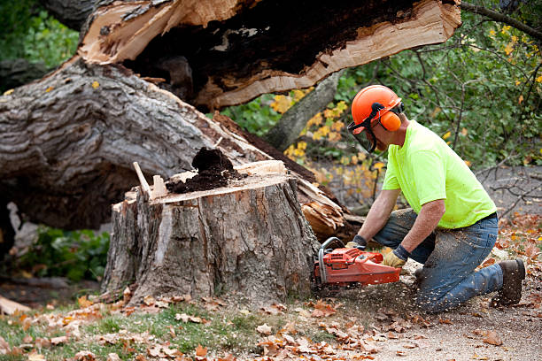 Best Seasonal Cleanup (Spring/Fall)  in Bellows Falls, VT